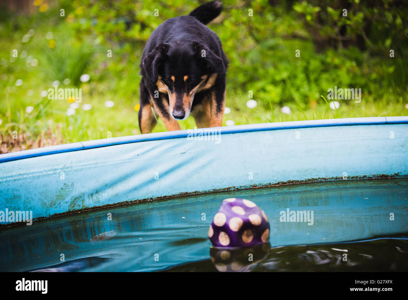 Hund wartet auf einen Ball im pool Stockfoto