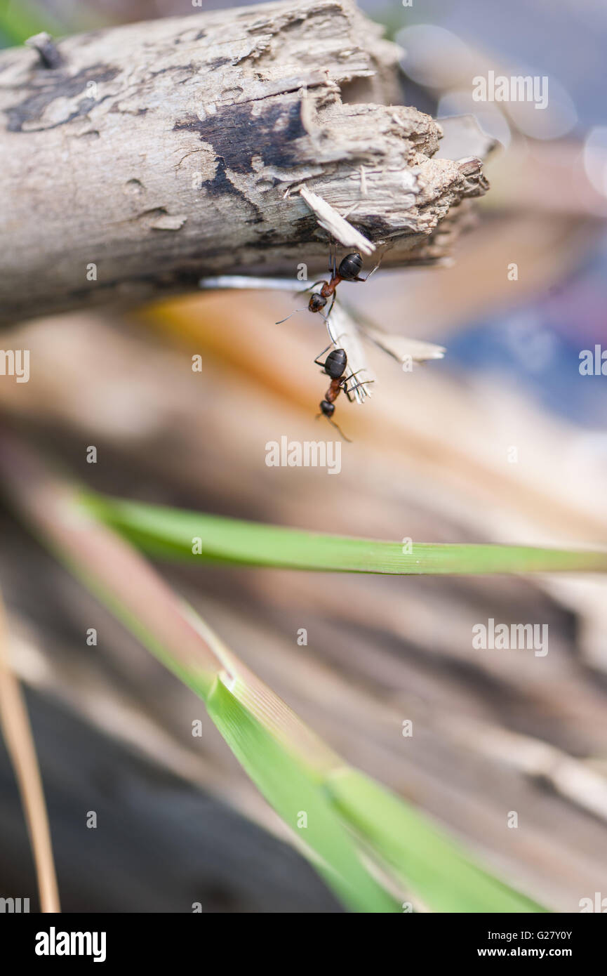 Ameisen auf einem Ast Stockfoto