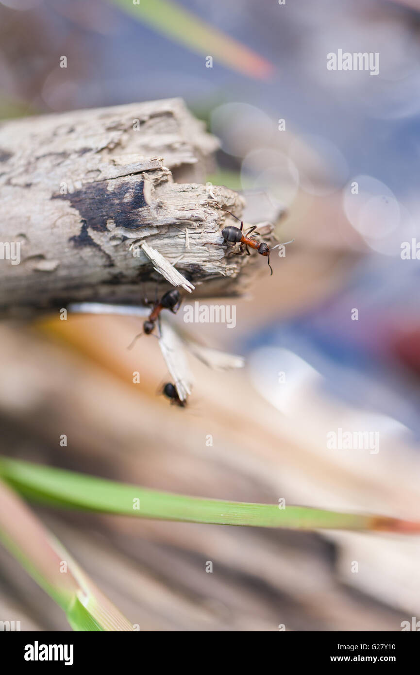 Ameisen auf einem Ast Stockfoto