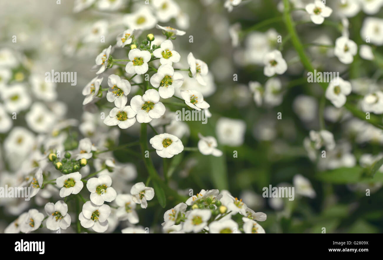 Kleine weiße Lobularia Maritima Blumen - Sweet alyssum Stockfoto