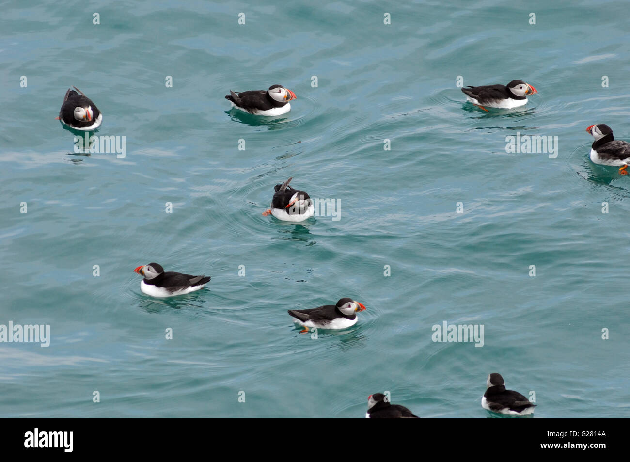 Papageientaucher schwimmen auf der Oberfläche des grünen Meeres Skomer Island Nature reserve Wales. Orange Schnabel an der Seite des Bootes Stockfoto