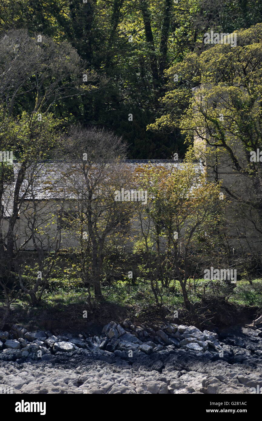 Die kleinen walisischen Kirche St Illtyd schmiegt sich in den Wäldern am Oxwich Stockfoto