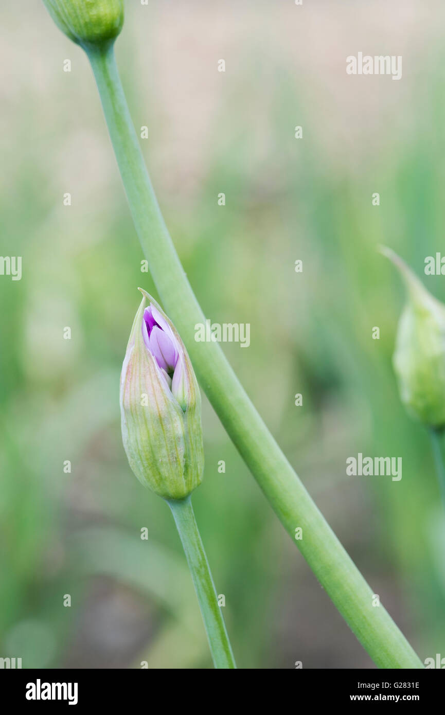 Allium Unifolium Eros Blütenknospe öffnet im Frühjahr. UK Stockfoto