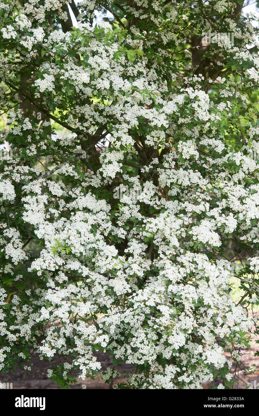 Crataegus Monogyna. Weissdorn Blüte in der englischen Landschaft Stockfoto