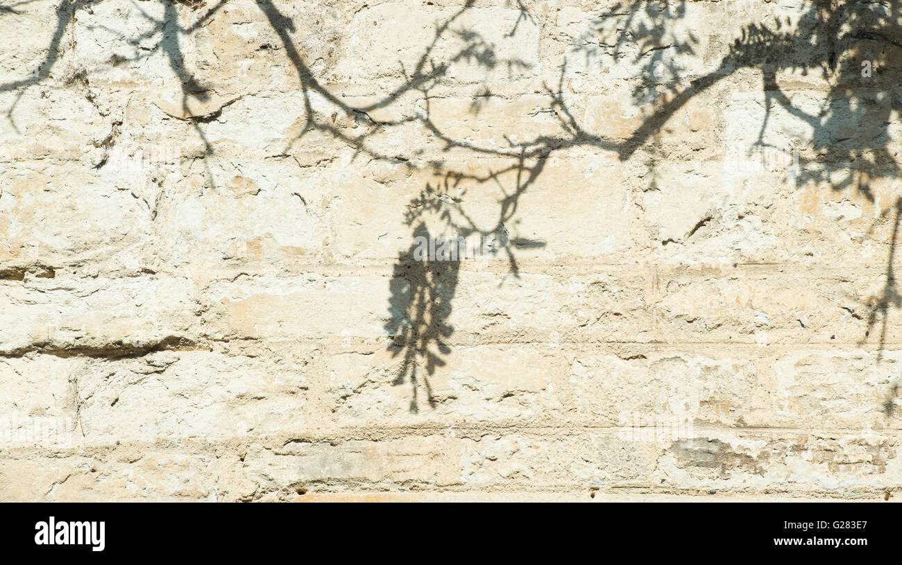 Glyzinien Schatten an der Wand. Oxfordshire, Vereinigtes Königreich Stockfoto