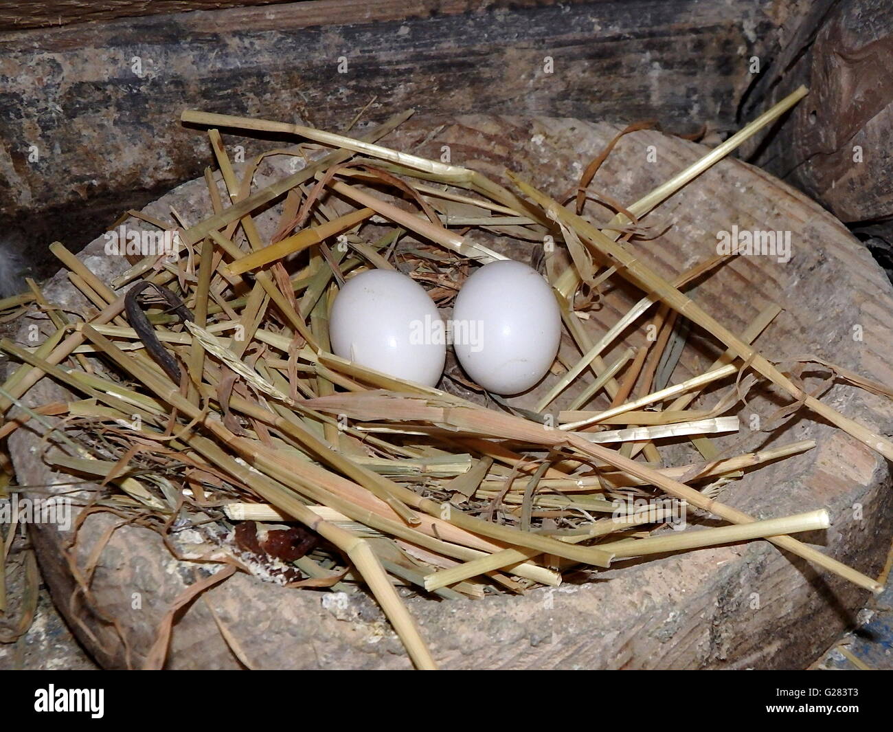Ei In Einem Nest Taube Nisten Tauben Stockfoto Bild 104670163