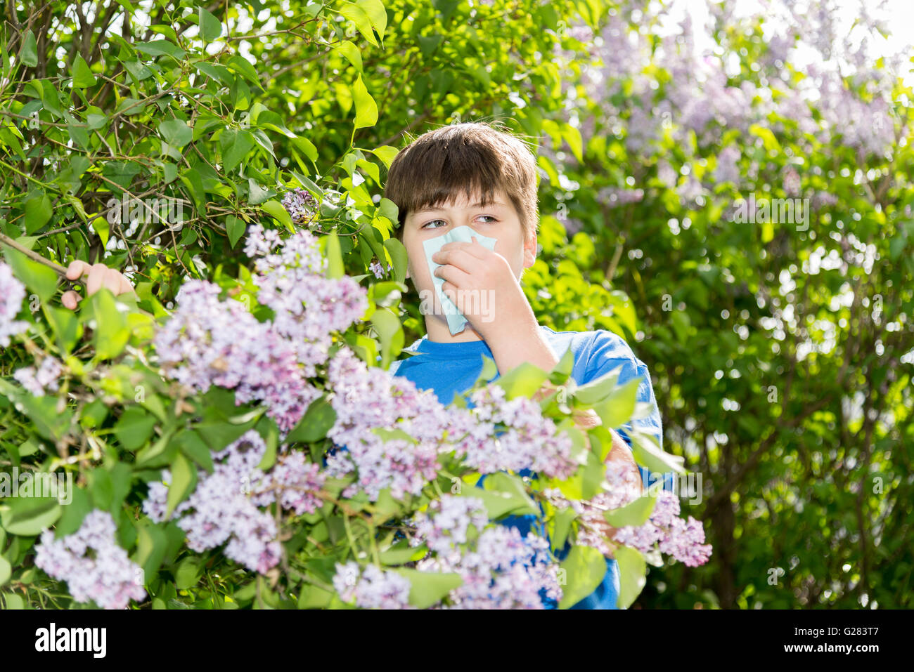 Junge mit allergischer Rhinitis in der Nähe von blühenden Flieder Stockfoto