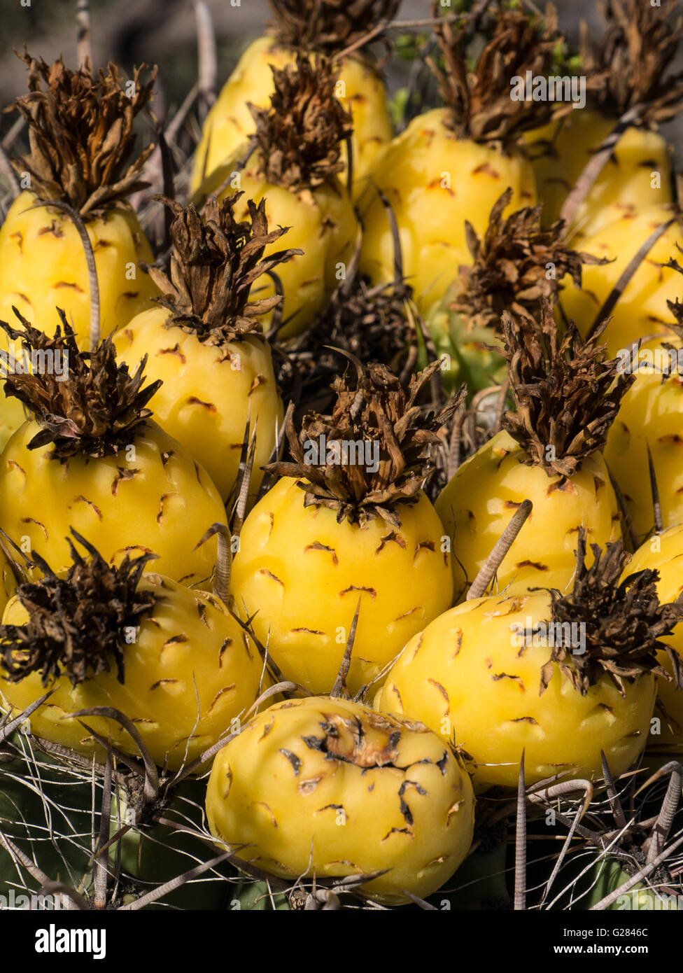 Fass Kaktus Frucht, Sabino Canyon, Tucson, Arizona. Stockfoto