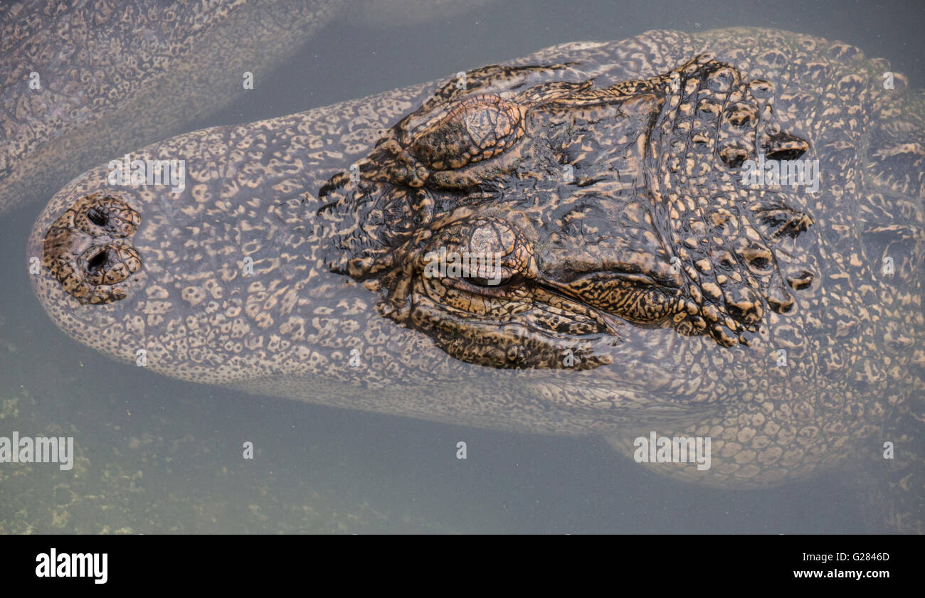 Alligator (Alligator Mississippiensis), Colorado Gators Reptilien Park, Mosca, Colorado. Stockfoto
