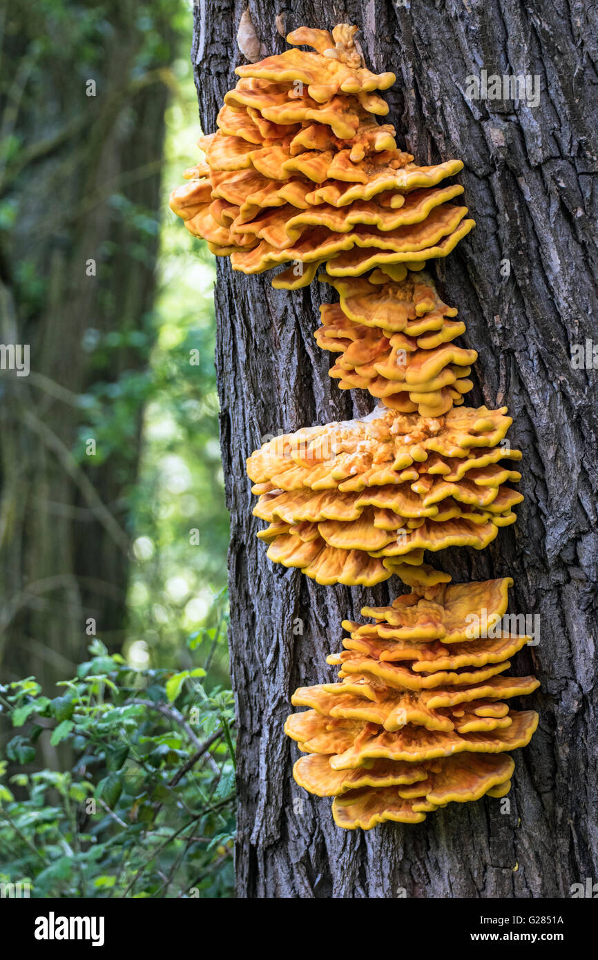 Der Wald (Laetiporus Sulphureus), kleine Paxton, Cambridgeshire, England Huhn Stockfoto