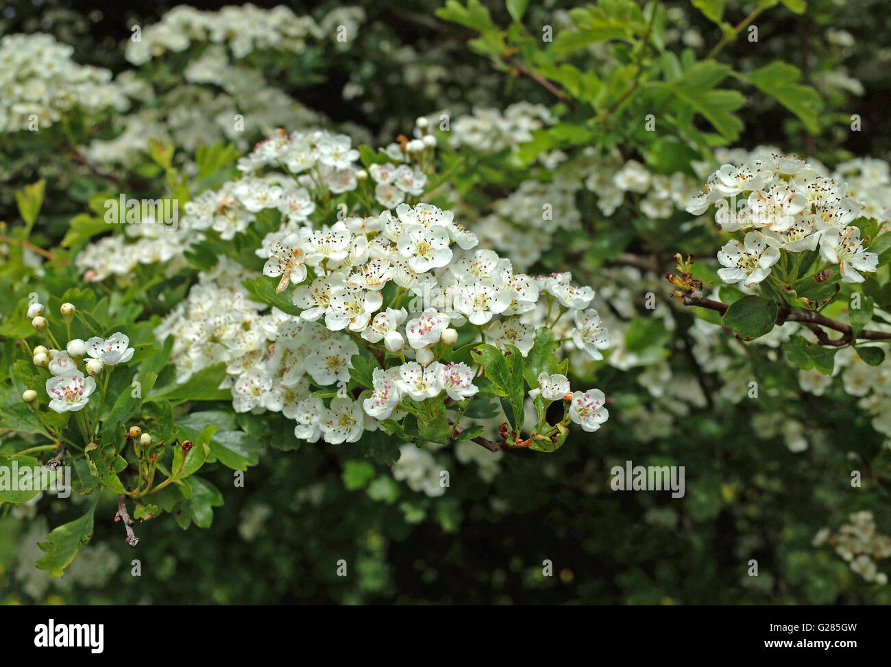 Wei dorn Crataegus Monogyna In Bl te Stockfotografie Alamy wei-dorn-crataegus-monogyna-in-bl-te-stockfotografie-alamy