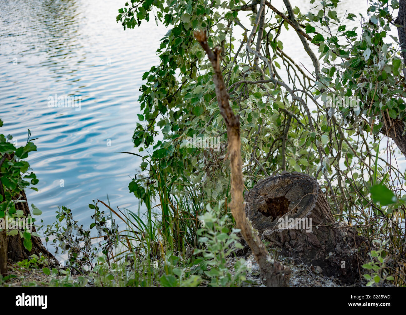 Grüne Bäume am See am sonnigen Tag Stockfoto