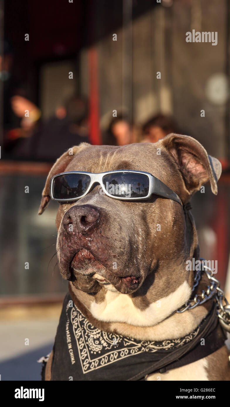 Palmen, spiegelt sich in Sonnenbrille getragen von Hund auf der Venedig-Promenade in Venice, Kalifornien Stockfoto