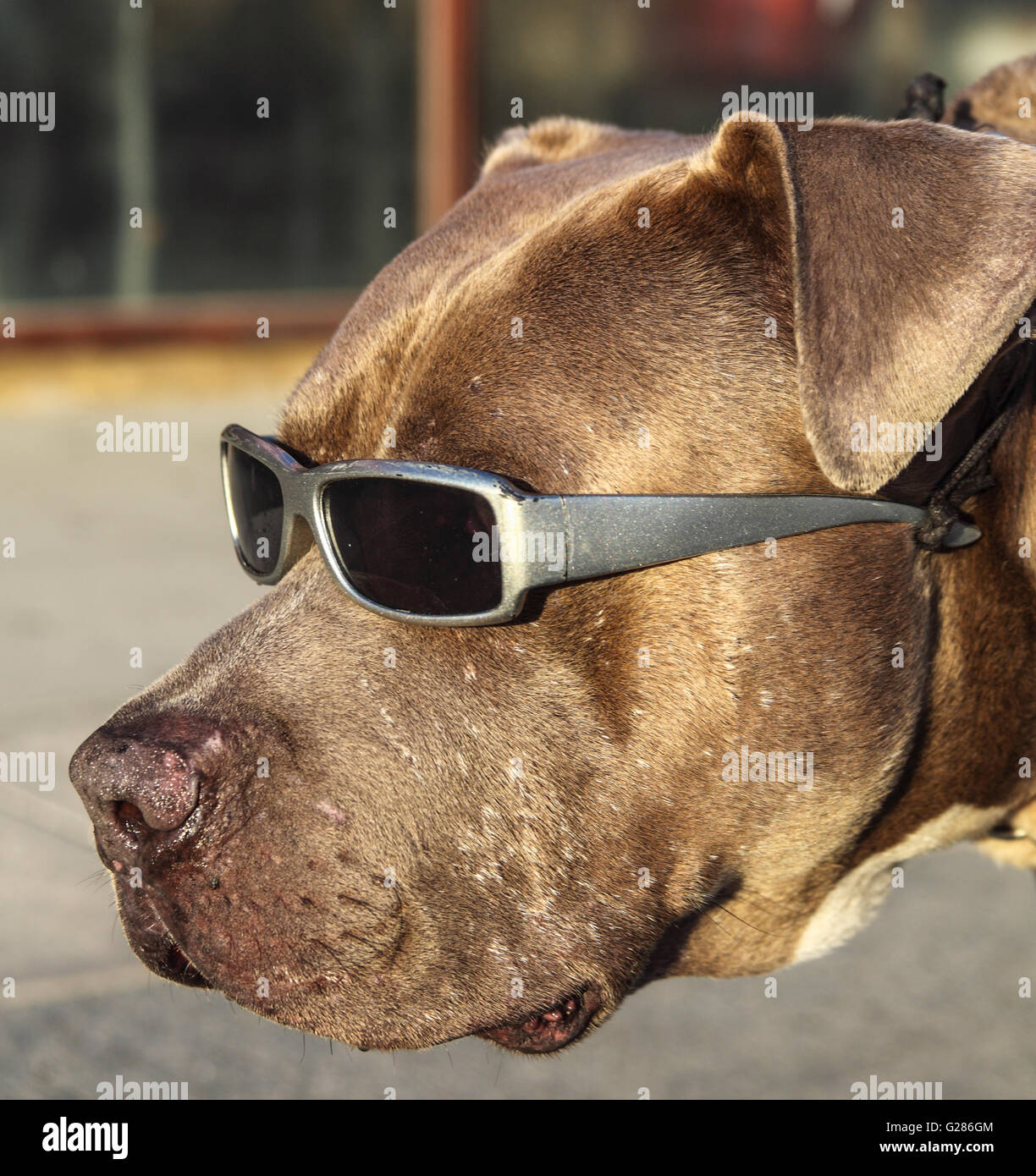 Hund mit Sonnenbrille auf der Venedig-Promenade in Venice, Kalifornien Stockfoto