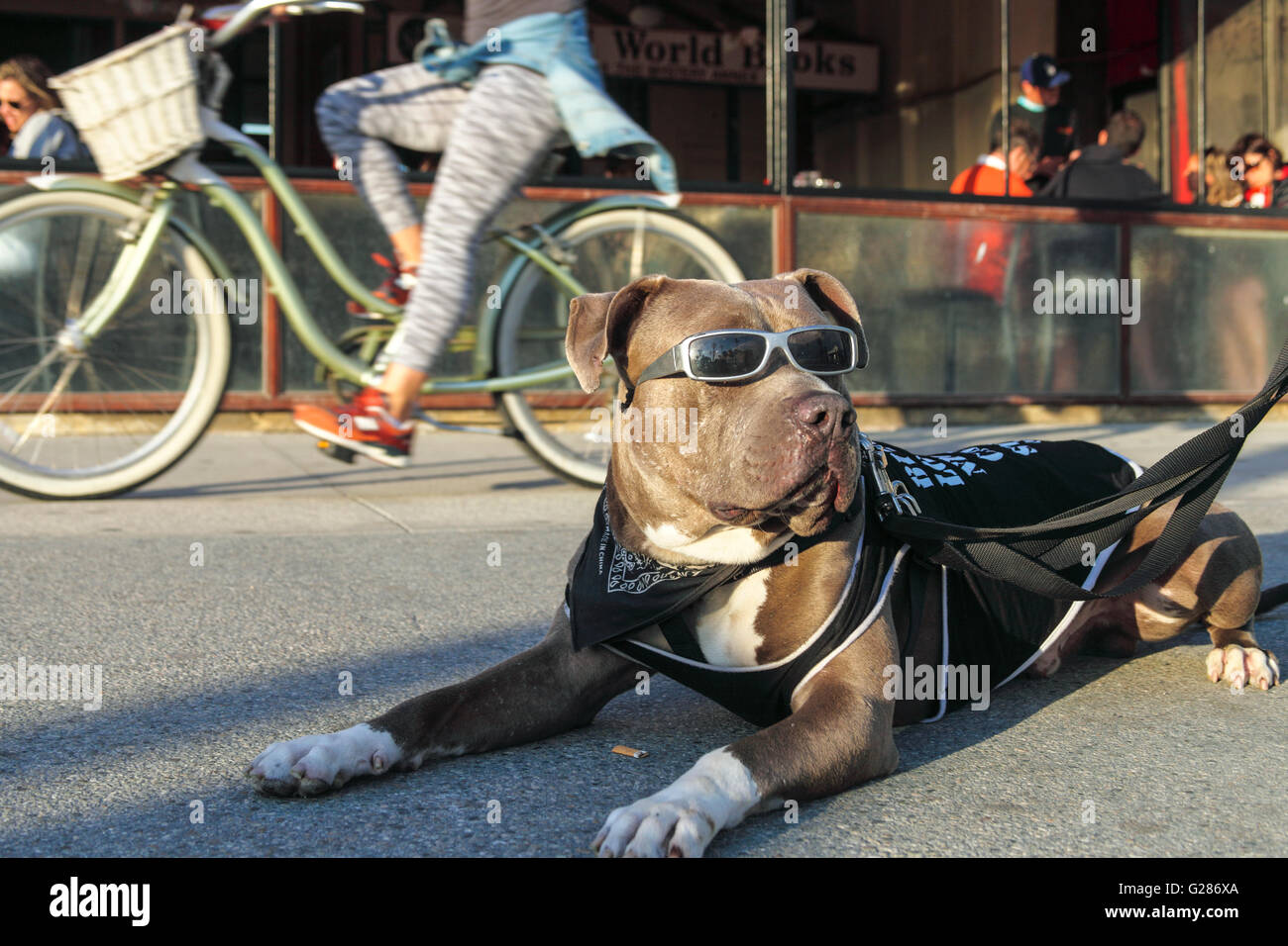 Hund mit Sonnenbrille auf der Venedig-Promenade Stockfoto