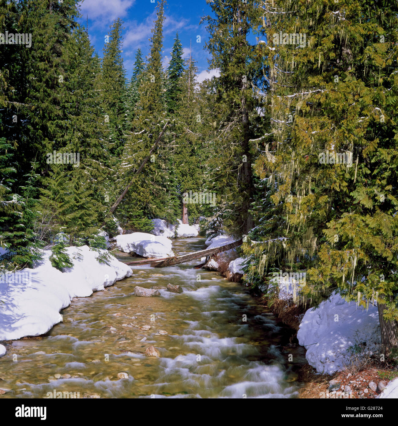 Squaw Creek im Winter im Einzugsgebiet Lochsa von Norden-zentralem idaho Stockfoto