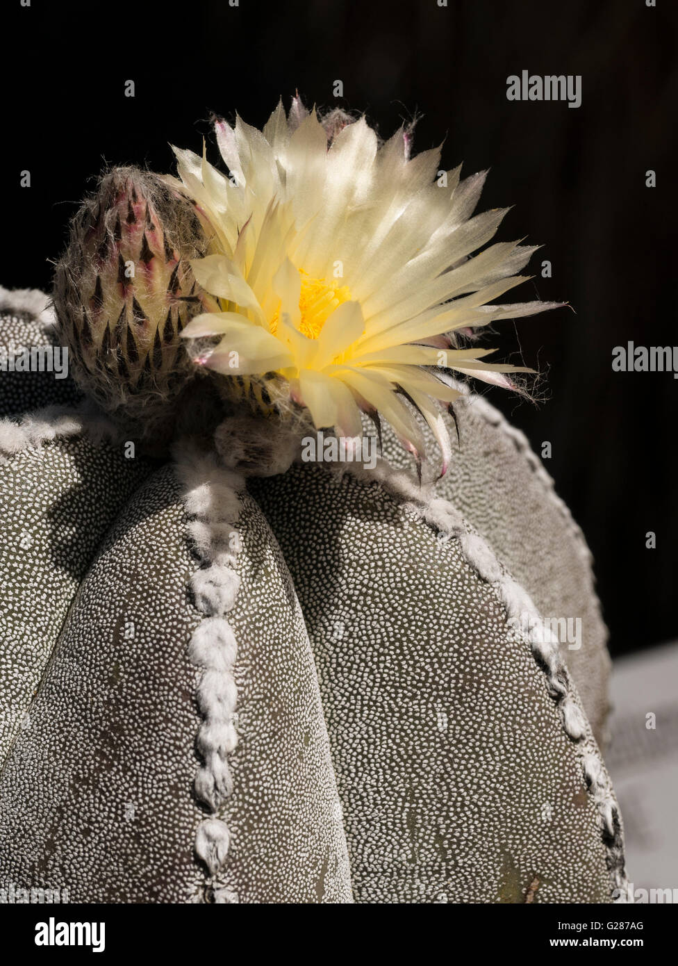 Astrophytum myriostigma -Fotos und -Bildmaterial in hoher Auflsung  Alamy