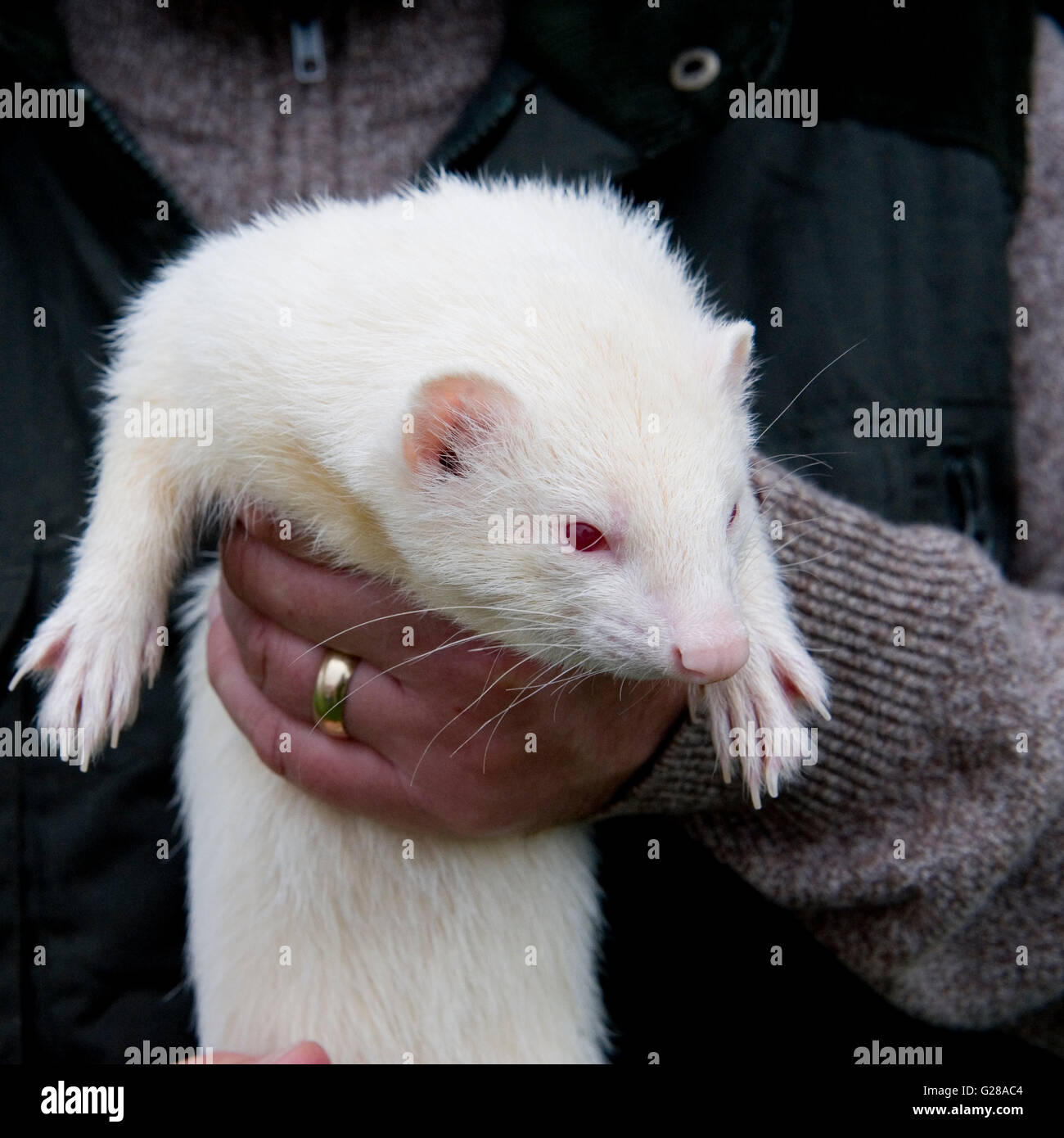 Albino Frettchen gehalten Stockfoto