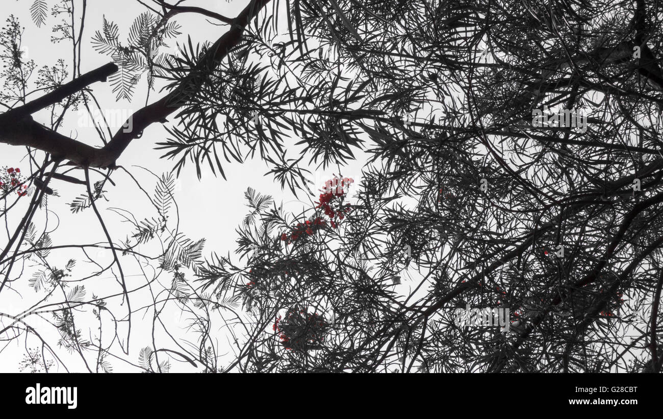 Schwarze Ameisen ernähren sich von einer wilden weißen Wald Blume auf einem kleinen Shooting im Wald mit Hintergrund Unschärfe der trockenen Blätter Stockfoto