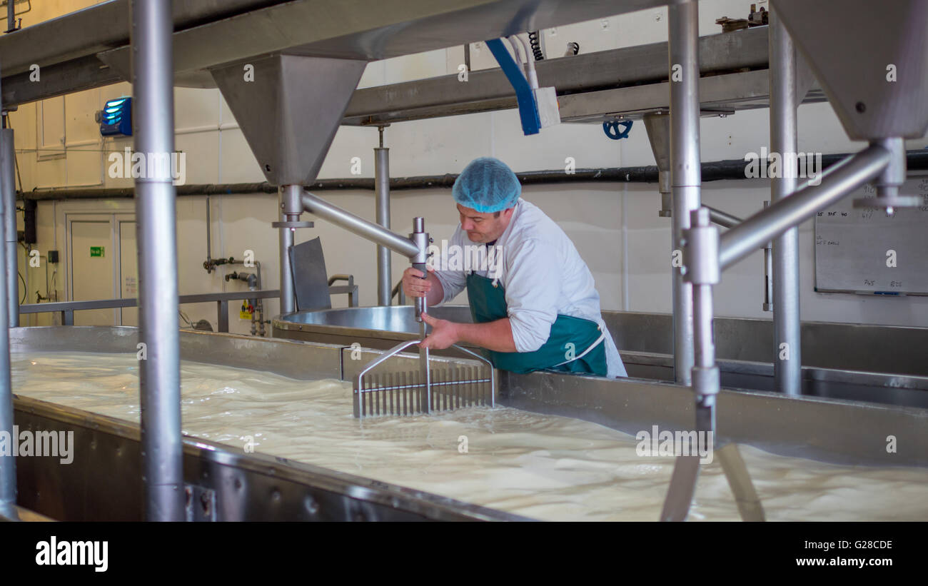 Ein Käse-Fabrik-Mitarbeiter machen Quark Stockfoto