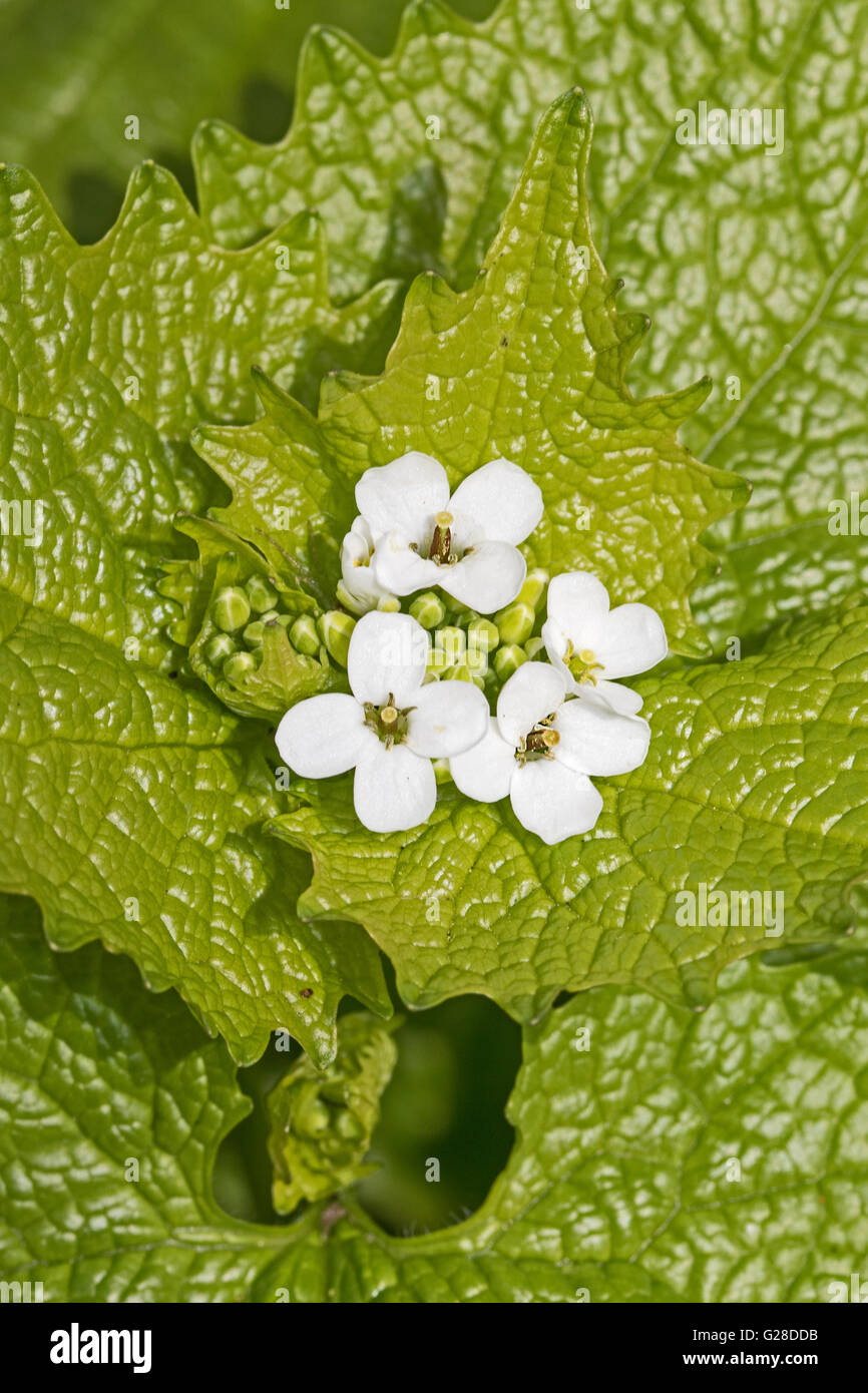 Knoblauchsrauke (Alliaria Petiolata) Stockfoto