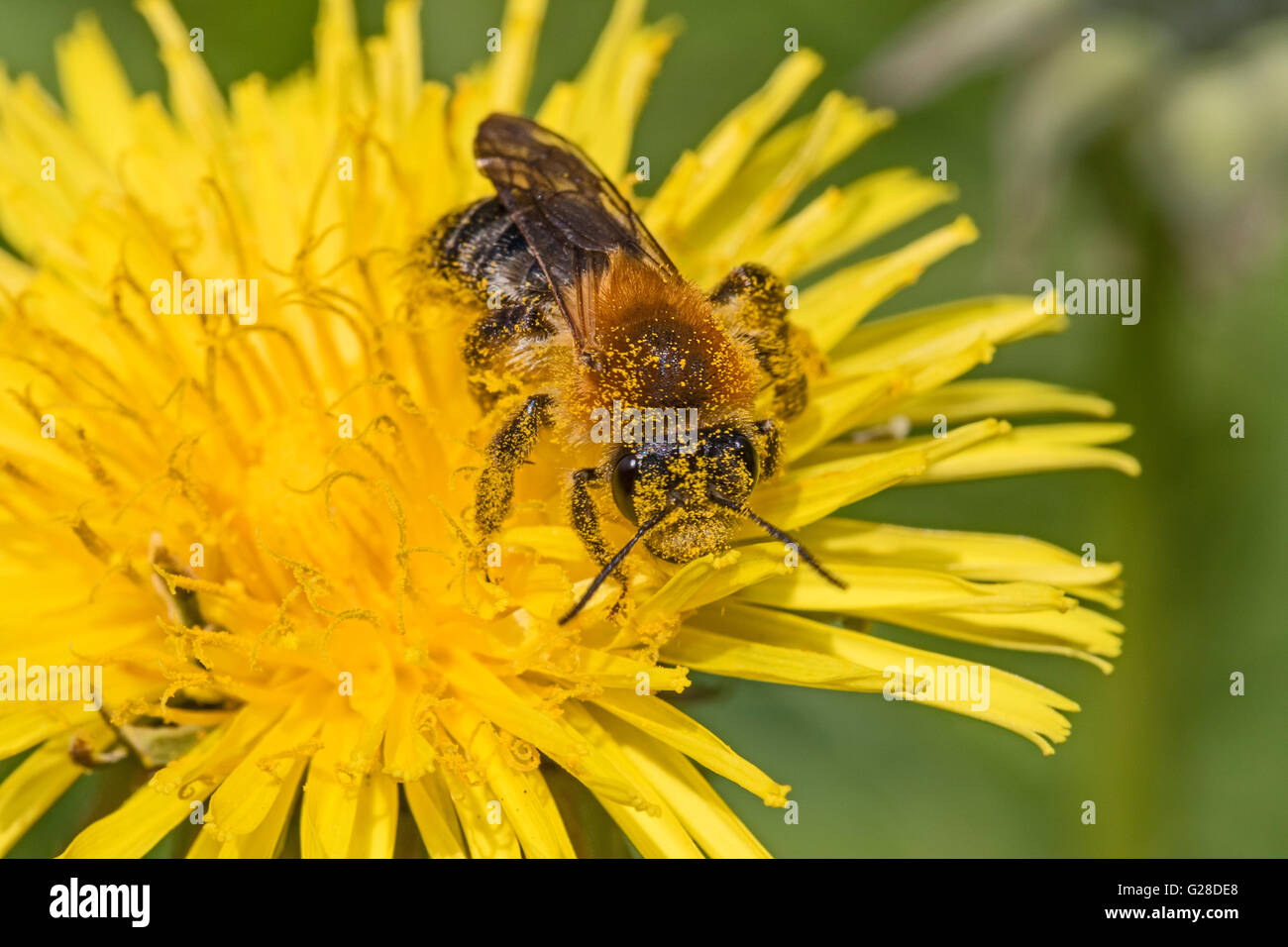 Männliche frühen Bergbau Biene Löwenzahn Pollen bedeckt Stockfoto