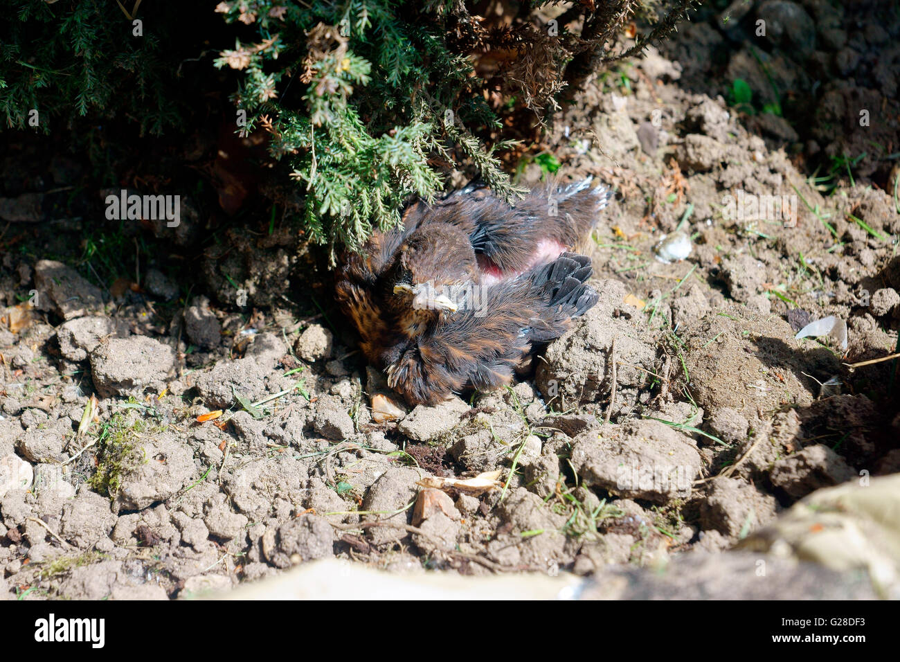 AMSEL-KÜKEN Stockfoto