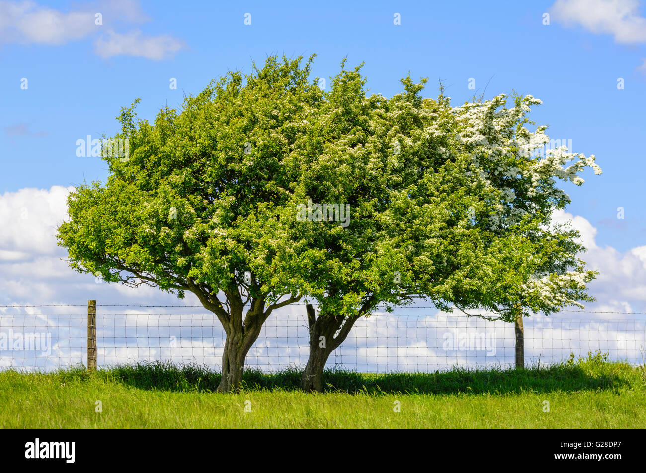Paar kleine grüne Bäume im späten Frühjahr in Großbritannien. Stockfoto