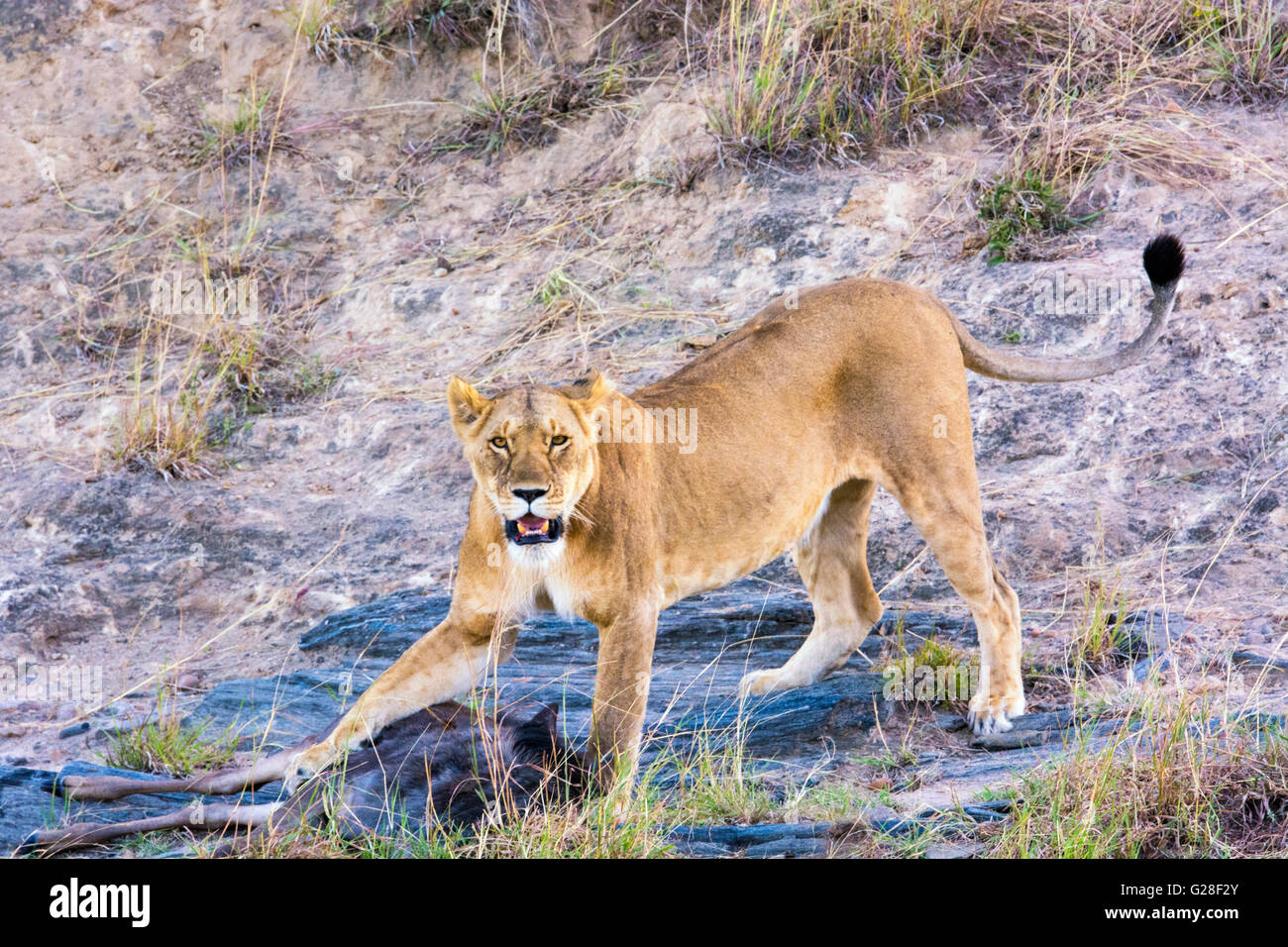 Löwin, Panthera Leo, mit einem jungen Gnus, die sie an eine Kreuzung, Masai Mara National Reserve, Kenia, Ostafrika getötet hat Stockfoto