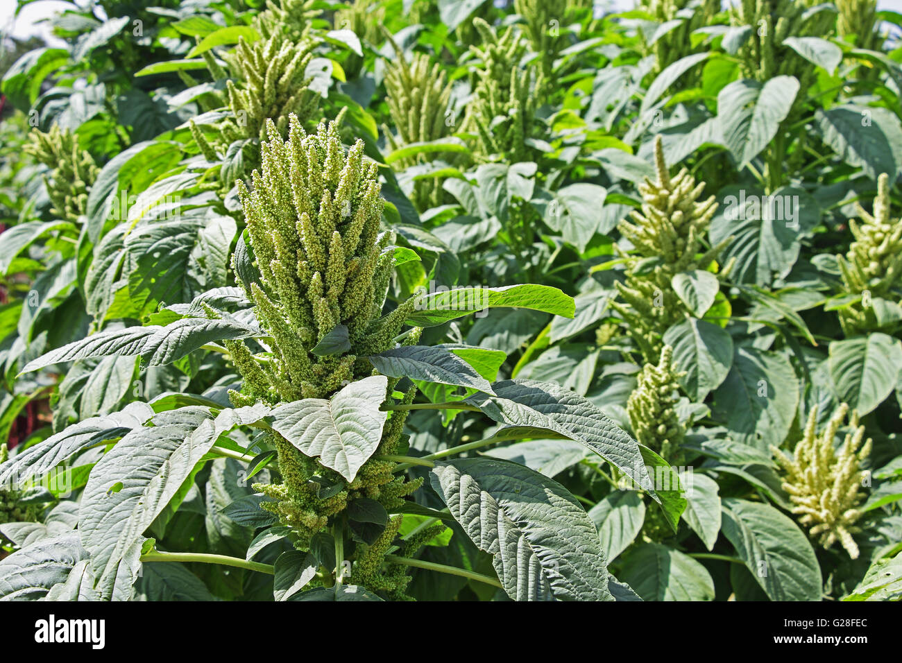 Indischer Grüner Amaranth im Feld. Als Blattgemüse, Getreide und Zierpflanzen kultiviert. Diese Gattung ist Amaranthus. Stockfoto