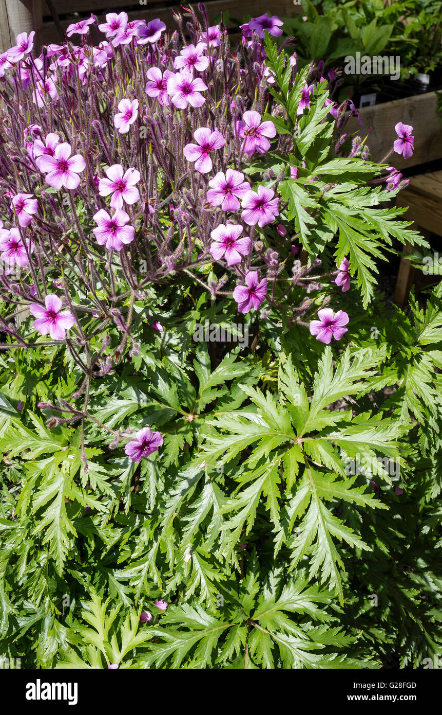 Frost-Ausschreibung Geranium Maderense zeigt Blumen und Laub im Mai in Cornwall Stockfoto