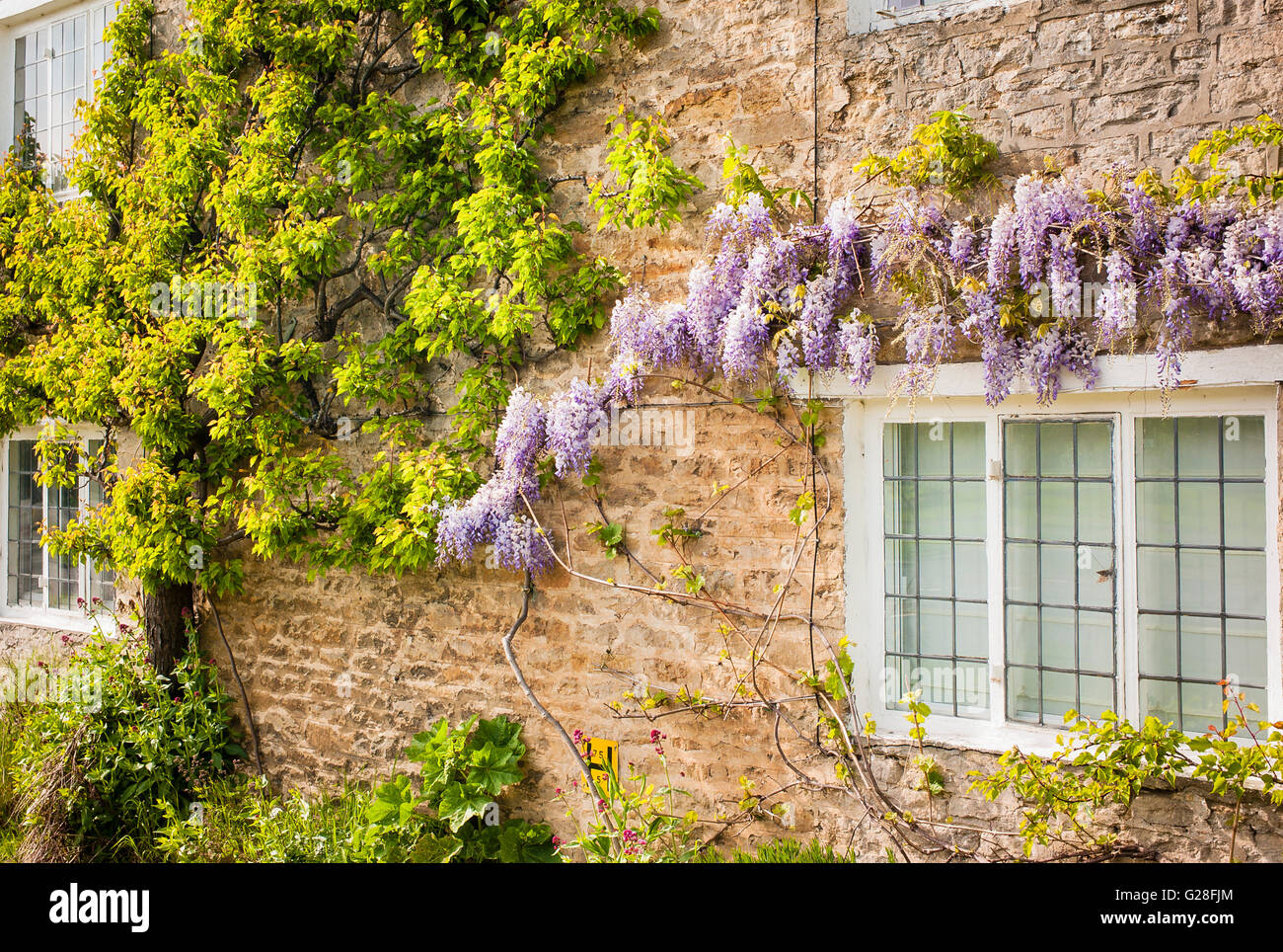 Aprikosenbaum ausgebildet, Steinmauer mit Glyzinien in Aynho Dorf UK Stockfoto