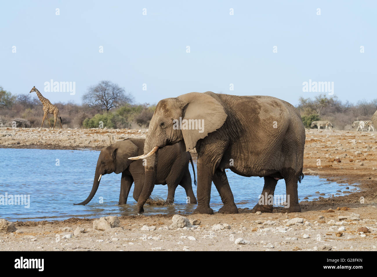 Elefantendame mit ihrem Kalb trinken und Baden an einer Wasserstelle in Etosha Nationalpark, Namibia Stockfoto