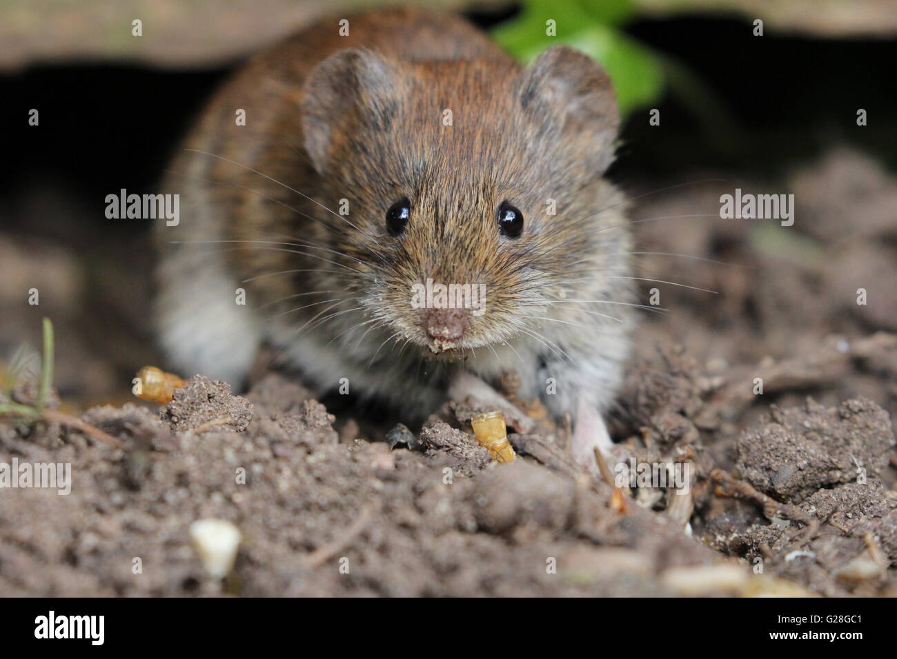 Wer ist da?! Stockfoto
