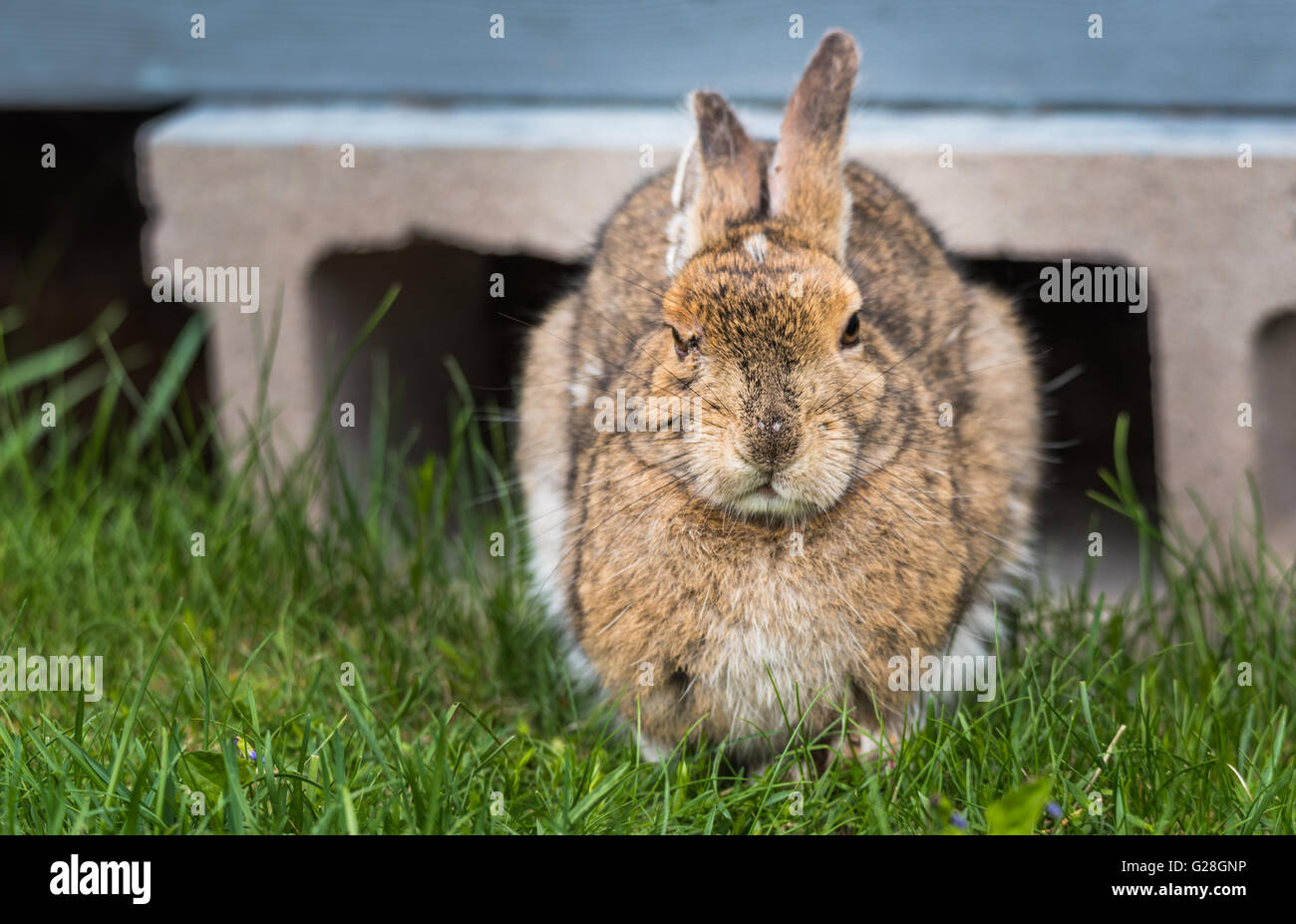 Kluge alte senior Hase Snowshoe Hare Blick in die Kamera. Ich versuche zum Einschlafen - was meinst du wollen? Stockfoto