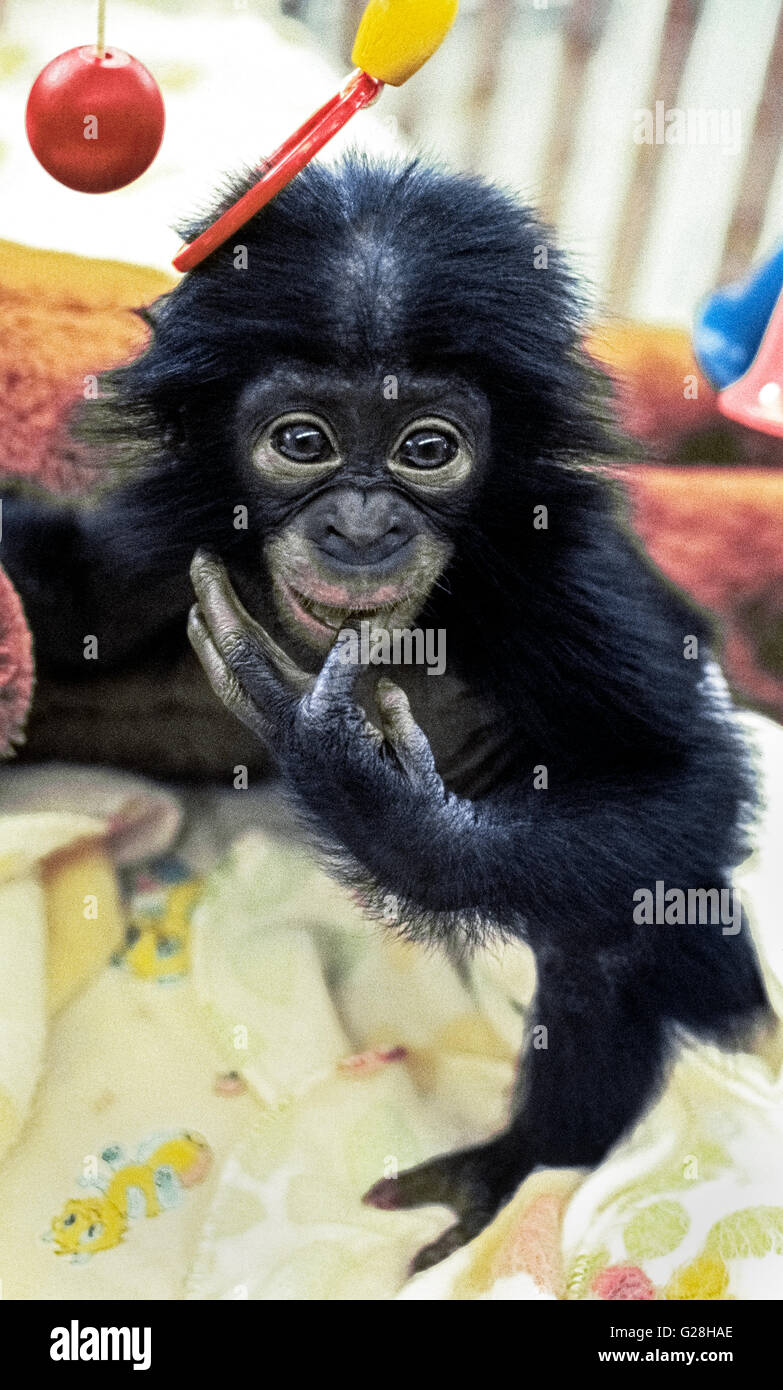 Eine 5-Monate-alten Bonobo Affe namens Kevin sieht sich von seinem Babybett im Welt-berühmte San Diego Zoo wo er schützend in Gefangenschaft in San Diego, Kalifornien, USA ausgelöst wird. Bonobos sind auch pygmy Schimpansen genannt, denn sie sind ein kleiner Mitglied aus der Familie der Menschenaffen, die Schimpansen, Gorillas und Orang-Utans umfasst. Bonobos (Pan Paniscus) sind nur in der Demokratischen Republik Kongo in Afrika beheimatet und ist jetzt eine bedrohte Art. Rosa Lippen sind ein besonderes Merkmal dieser seltenen Primaten sind. Stockfoto