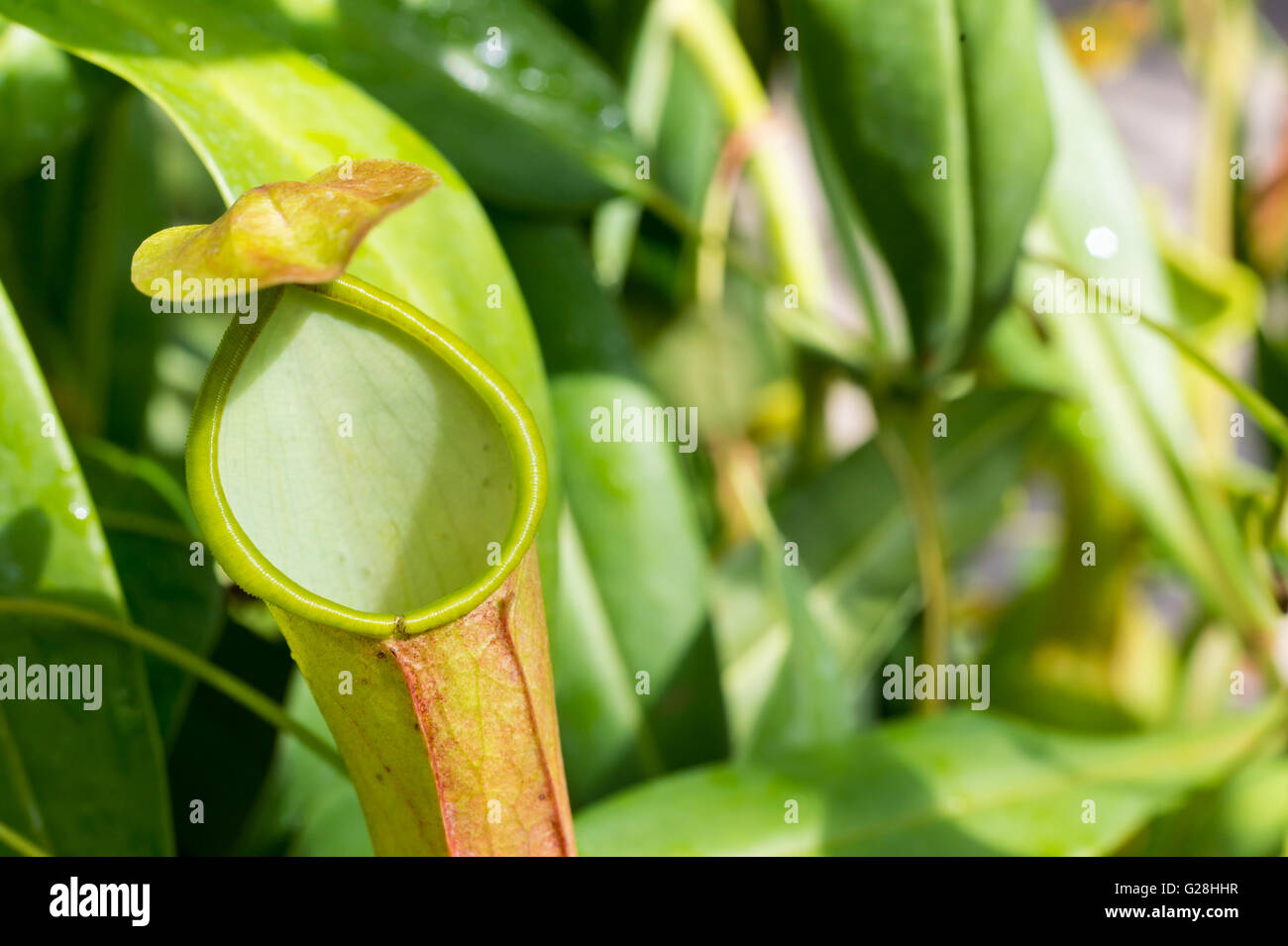 Fleischfressende Kannenpflanze (Nepenthes Alata) Stockfoto