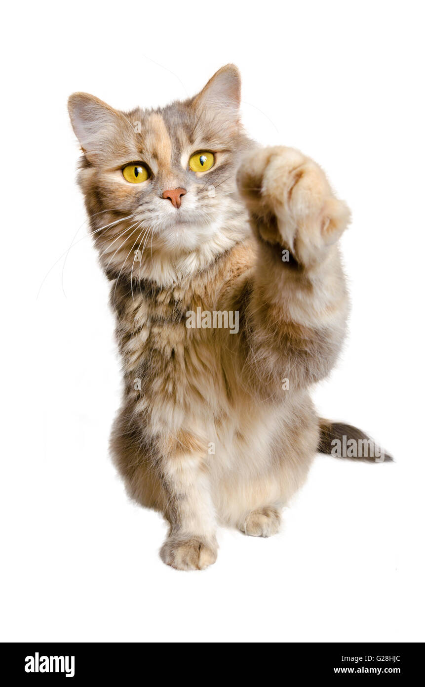 Calico Katze mit Pfote erhoben auf einem weißen Hintergrund Stockfoto