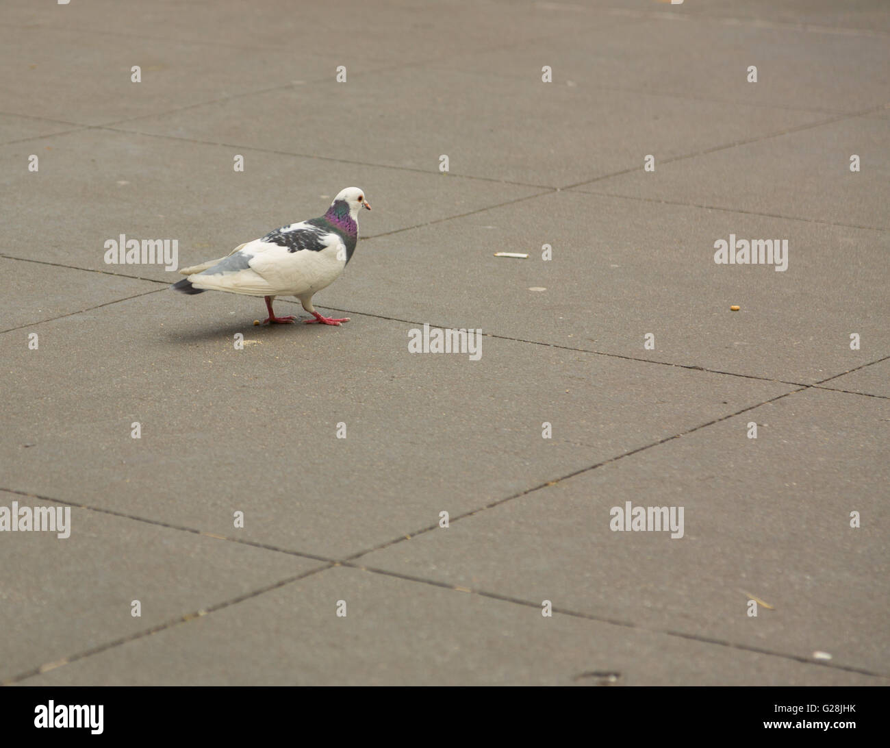 Weiße und farbige Taube auf ein New Yorker Bürgersteig Stockfoto