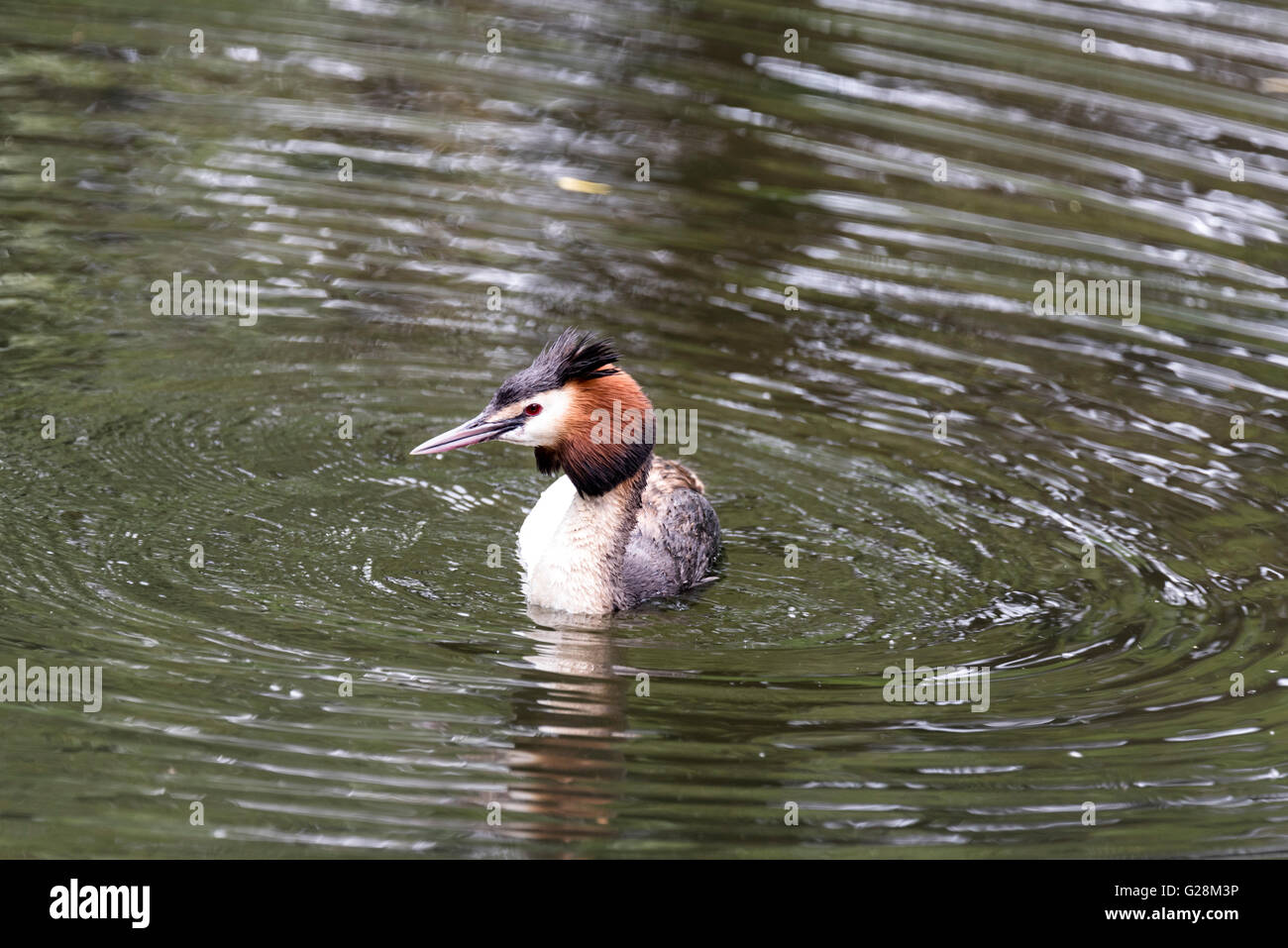 Ein Haubentaucher schwimmen, Teil eines Paares, die ihre erste Brut Coot Angriff zum zweiten Mal in Folge verloren Stockfoto