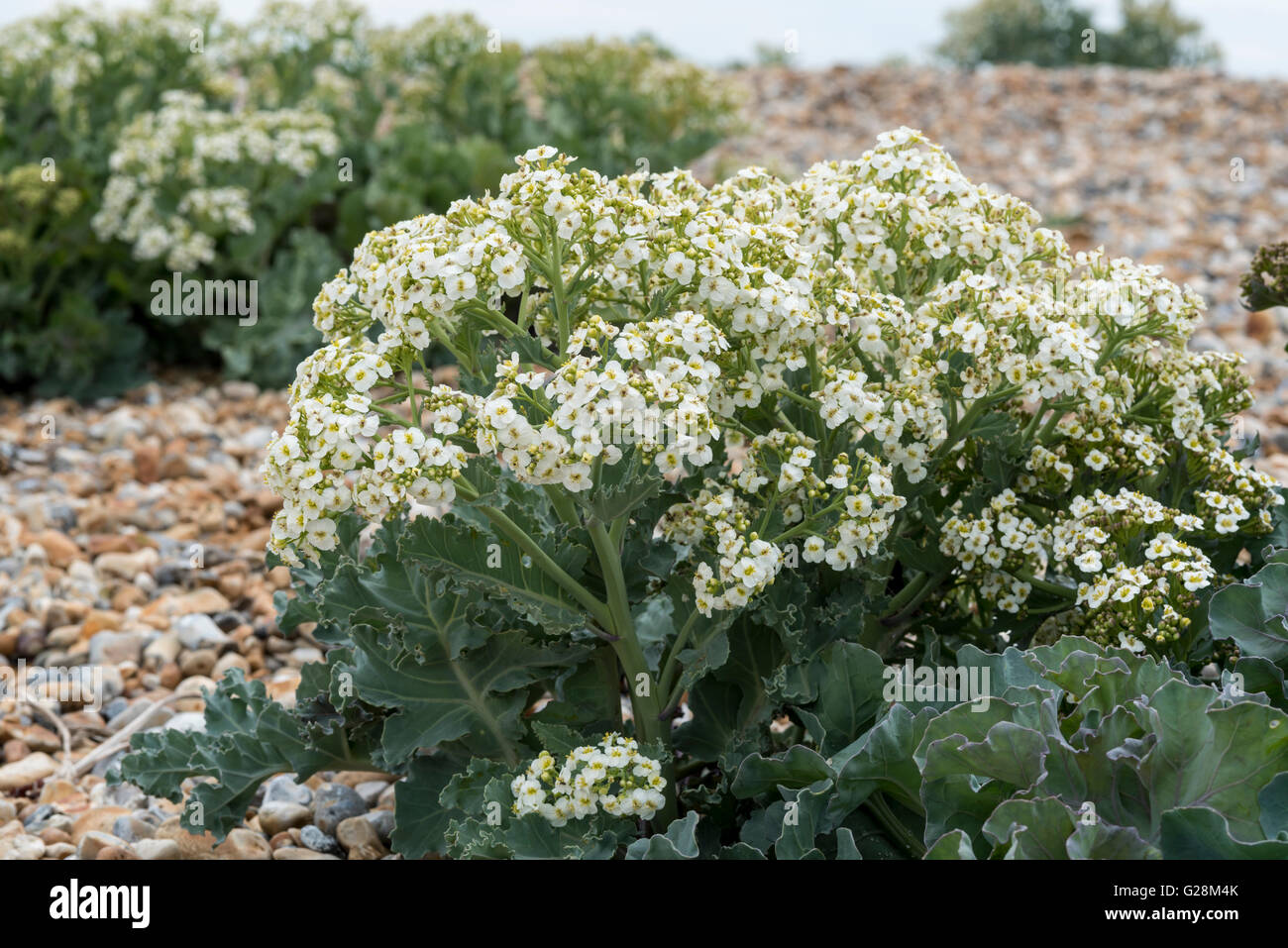 Blühende Meerkohl wächst in der Kiesstrand in Newhaven Stockfoto