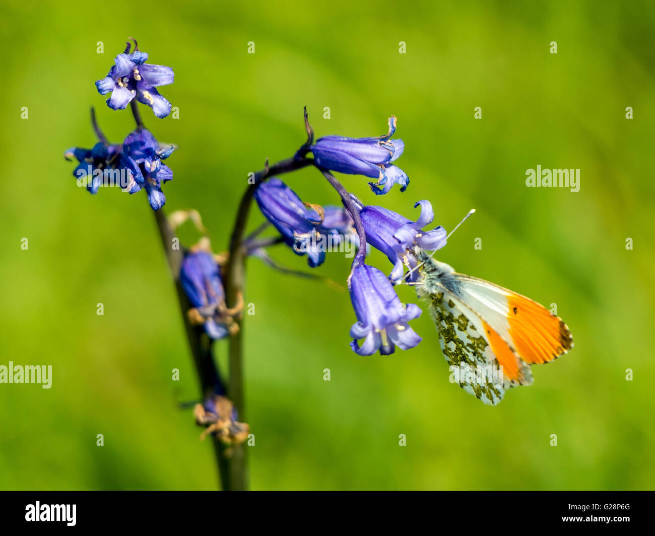 Ein männlicher Schmetterling Orange-Tip (Anthocharis Cardamons) klammert sich an ein verwahrloster gemeinsame Bluebell (Hyacinthoides non-Skript) Stockfoto