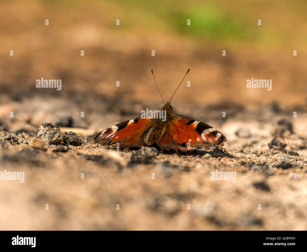 Schöne Tagpfauenauge (Aglais Io) dargestellt ruht vorläufig auf Rest Asche aus einer Übernachtung Lagerfeuer. Stockfoto