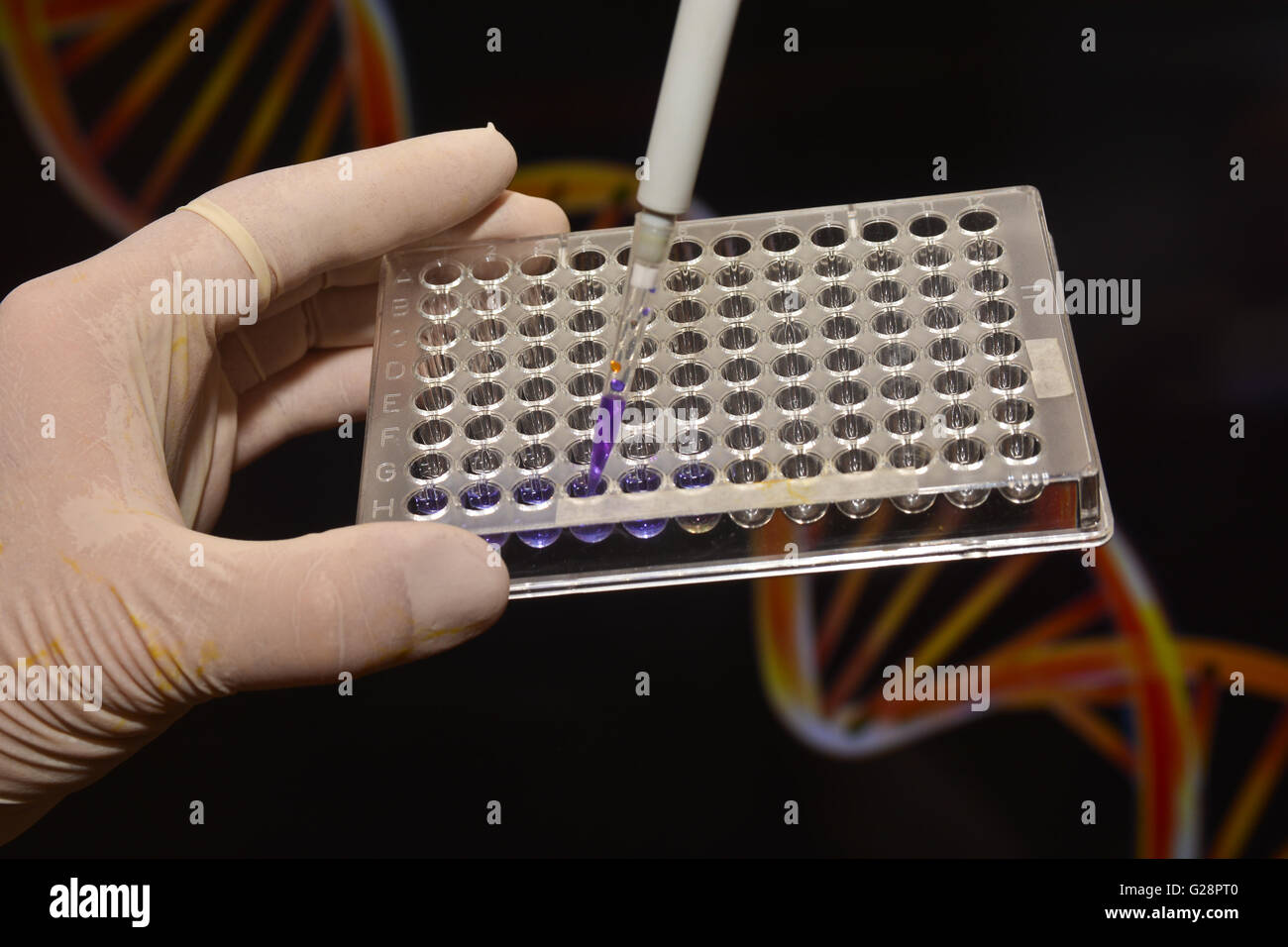 Im Labor für medizinische Genetik. Einführung der biologischen Probe in eine Pipette-well-Platte. Stockfoto