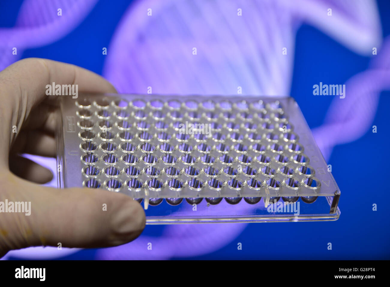 Im Labor für medizinische Genetik. Well-Platten in der Hand des Wissenschaftlers. Stockfoto