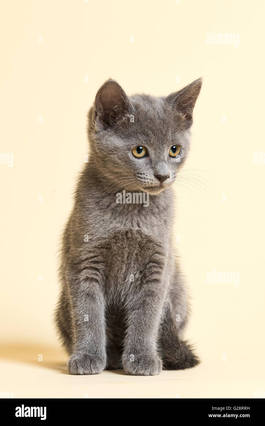 Reinrassige Katze, Russisch Blau, Katze, Alter 9 Wochen Stockfotografie -  Alamy