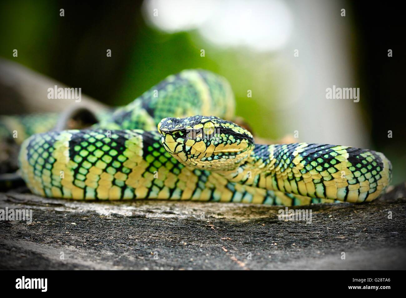 Eine giftige Schlange erhöhen seinen Kopf starrte Stockfoto