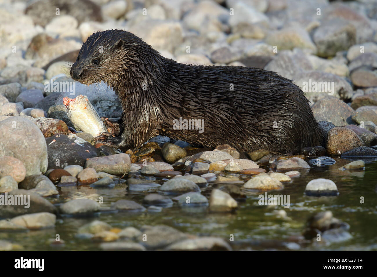 Wilde Europäische Otter (Lutra Lutra) am Flussufer ein Lachs essen. Aufgenommen in Schottland, Großbritannien. Stockfoto