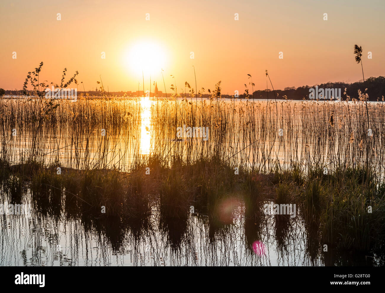 Sonnenuntergang am Schweriner See, Reed bei Gegenlicht, Schweriner Dom in der Rückseite, Schweriner See, Schwerin, Deutschland Stockfoto