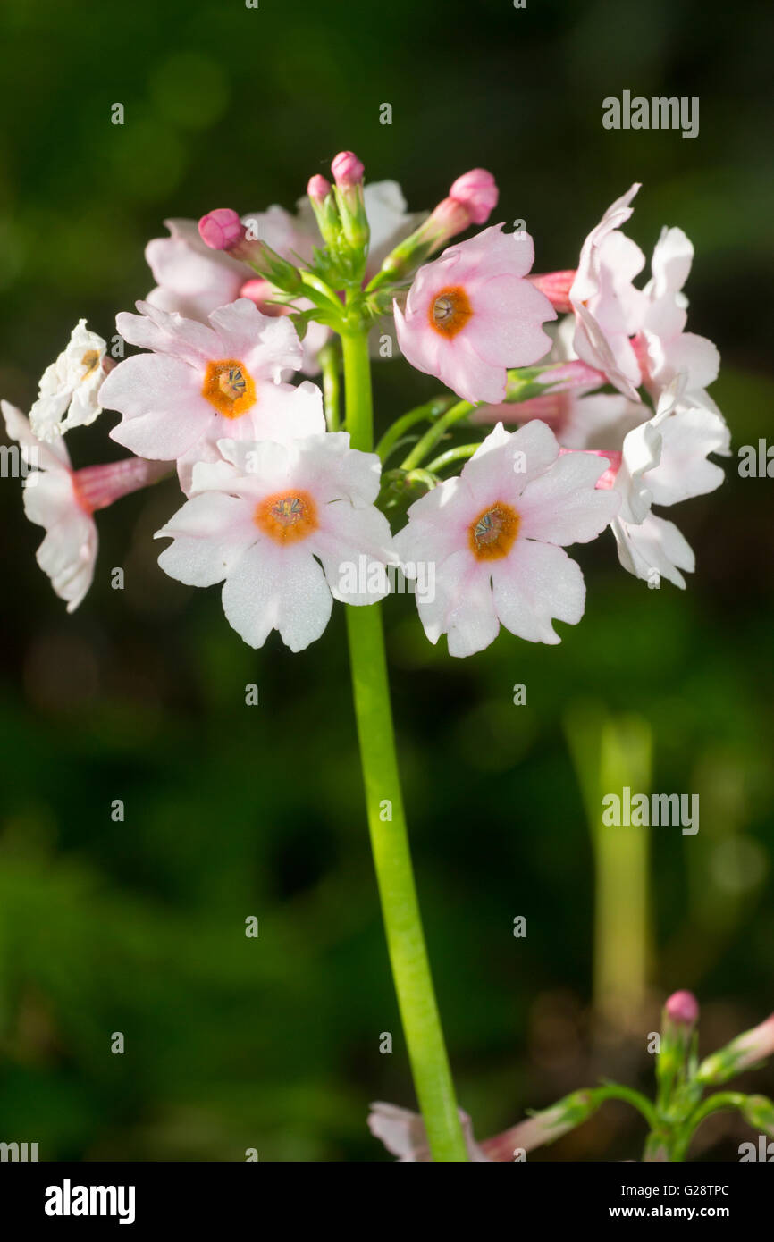 Quirlige Blumen das blasse rosa Kandelaber Primula, Primula Japonica 'Apple Blossom' Stockfoto
